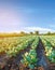 Natural watering of agricultural crops, irrigation. cabbage plantations grow in the field. vegetable rows. farming agriculture.