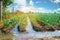 natural watering of agricultural crops, irrigation. leek plantations grow in the field. vegetable rows. farming agriculture.