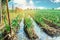 natural watering of agricultural crops, irrigation. leek plantations grow in the field. vegetable rows. farming agriculture.