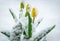 Natural weather anomaly, snow covered tulip flowers. Spring yellow tulips in the snow. Flowers looking through the snow.