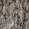 Natural Weathered Grey Taupe Brown Cut Tree Stump Texture Large Vertical Detailed Wounded Damaged Vandalized Lumber Background