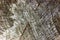 Natural Weathered Grey Tree Stump Cut Texture, Large Detailed Old Aged Gray Lumber Background Horizontal Macro Closeup, Dark Black