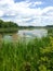 Natural Wetlands with lily pads