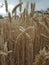 Natural wheat form Serbia