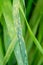 Natural wheat leaf rust disease of puccinia triticina fungus
