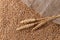Natural wheat spikes and  golden whole grains on burlap sack. Harvesting cereals
