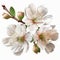 Natural White cherry blossom flowers PNG Form