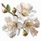 Natural White cherry blossom flowers PNG Form