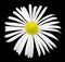 Natural white exotic chrysanthemum flower macro isolated