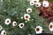 Natural white flowers with little brown in the garden.