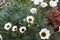 Natural white flowers with little brown in the garden.