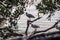 A natural white Ibis in Brandeton, Florida