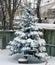 Natural White Pine Tree in the Winter Ottawa