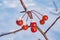 Natural white snow, hoar frost on branches and small wild apples on the background of the winter sky, close-up ,