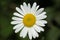 A Natural Wild Daisy Flower