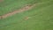 Natural Wild Ground Squirrel in Green Grassland