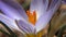 Natural Wild Real Crocus Flower