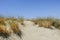 Natural wild sand dune with grasses growing