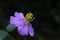 A natural wildflower purple color and dark background is the ayurvedic flower.