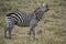 Natural wildlife in Africa, zebra in  Kenya