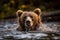 Natural wildlife. Brown bear in the water. Generative AI.