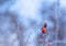 Natural winter background with frosted rose hip berries