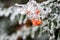 Natural winter background with frozen pyracantha or firethorns orange berries and green leaves in the garden