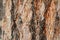 Natural wood bole trunk bark surface flat texture