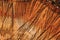Natural wood texture of cut tree trunk. Close-up wooden cut structure. Willow tree. Sale. Selective focus