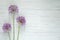 Natural wooden background. Allium pink flowers on white wood background.