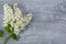 Natural wooden gray background with bird cherry branches and white spring flowers, top view, copy space