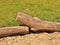 Natural wooden horizontal palisade made from natural trunks, wooden fence between footpath and grass