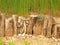 Natural wooden horizontal palisade made from natural trunks, wooden fence between footpath and grass