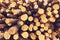 Natural wooden logs cut and stacked in pile, felled by the logging timber industry, Abstract photo of a pile of natural