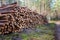 Natural wooden logs cut and stacked in pile, felled by the logging timber industry. Pile of felled pine trees in the forest