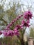 Natural wreath blooming in the skyã€‚