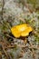 Natural Yellow Chantarelle Mushroom in a Forest