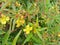 Natural - Yellow Flower - Cacabean - Ludwigia Octovalvis