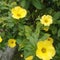 Natural yellow flowers green leaves plants branches background ceylon