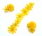 natural yellow flowers percent sign picked in spring