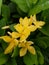 Natural yellow Ixora flowers