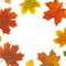 natural yellow, red flat layout. frame of autumn orange maple leaves on white background. maple leaf border. top flatlay