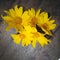 Natural yellow wild flowers background ceylon