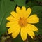 Natural yellow wild flowers bees green leaves background ceylon