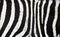 Natural Zebra background