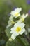 Naturalised Yellow Primula Primroses