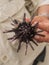 Naturalist Holding Sea Urchin