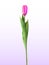 Naturalistic 3D view of pink blossoming tulip on white background. Vector Illustration