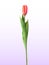 Naturalistic 3D view of red blossoming tulip on white background. Vector Illustration