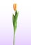 Naturalistic 3D view of yellow blossoming tulip on white background. Vector Illustration